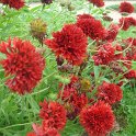 Gaillardia pulchella 'Plume Rouge' (2)